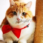 Adjustable Pet Dog Cat Bow Tie Neck Collar Pets - Image 5