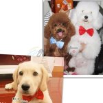 Adjustable Pet Dog Cat Bow Tie Neck Collar Pets - Image 2