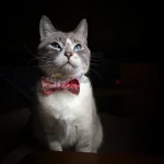 Adjustable Pet Dog Cat Bow Tie Neck Collar Pets