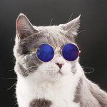 Cat-Sized Round Sunglasses - Image 6