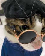 Cat-Sized Round Sunglasses - Image 4